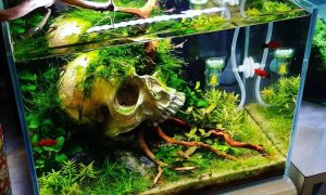 Model Aquarium Minimalis Unik Terbaru