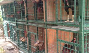 Cara Membuat Kandang Ayam Bangkok.jpg